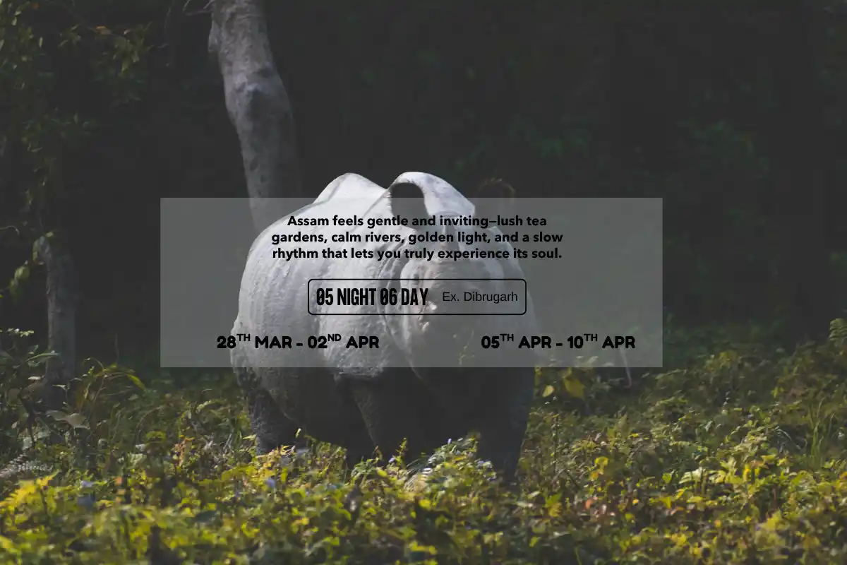 Assam Chapter: Tea Trails, Tribal Tales & Wild Encounter